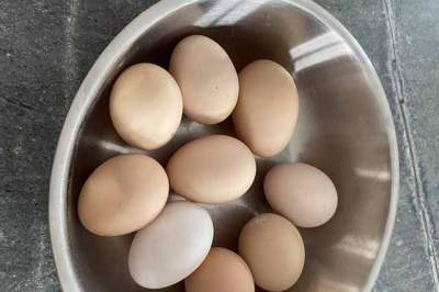 Alles über die Haltbarkeit unserer PoppEi Bio-Eier